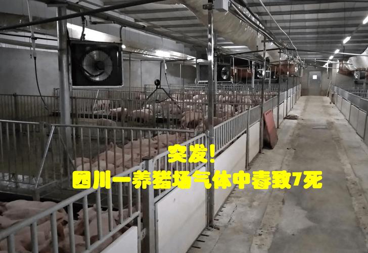 養(yǎng)豬場(chǎng)化糞池有毒氣體 養(yǎng)豬場(chǎng)化糞池有毒氣體